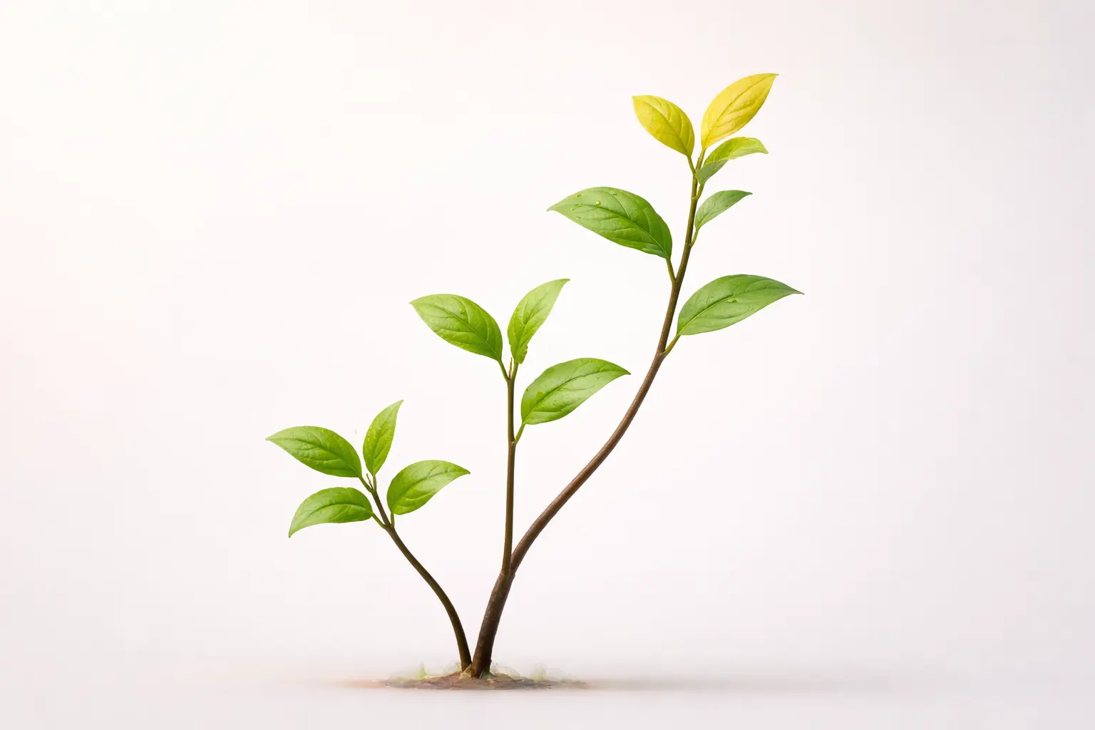 A single plant split into three branches growing at slightly different rates, set against a clean white background with soft warm lighting. The tallest branch has a small golden leaf at the top.